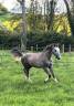 Poulain 2024 Untouchable*Kannan*For Pleasure 