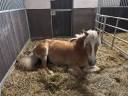 Jument haflinger 