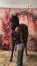 Top poney super professeur 