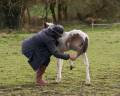 Pouliche Welsh Part Bred