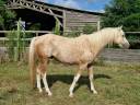 DSA, entier, 5ans, pie palomino