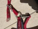 Licol rouge avec moumoute grise