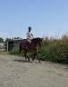 Hongre 4 ans 1m72