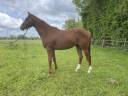 Pouliche AQPS par Robin of Navan