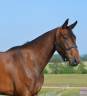 Jument de 5ans par Qlassic bois Margot 