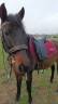 Selle dressage Ronzon 17,5 pouces 