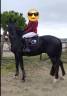 Hongre 8 ans sf ( arc de triomphe x verdi )