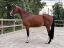 Hongre 7 ans Selle-Français CSO