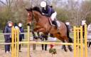 Cheval de sport sf 10 ans