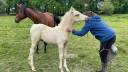 Magnfique mâle demi sang arabe palomino lignée enduranc
