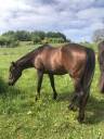 Jument Quarter Horse
