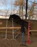 Petit cheval d’1m50  8 ans