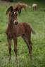 Poulain Bai Silver Arabe Barbe x Rocky Mountain