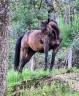 A vendre Birus de Belriver