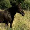 Vends jument Quarter Horse 99% NFQHA