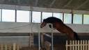 Hongre New Forest 3 ans Hors Cote