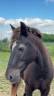 Poney ONC