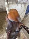 Selle équitation 