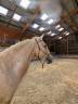 OTE OLIVARES , PRE à la robe palomino 3 ans