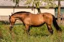 Jument pure race espagnole 
