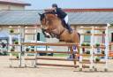 Cheval CSO Maitre d'école