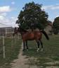 Hongre SF loisirs/compagnie