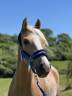 Vends splendide Poney Français de Selle N’ICE CREAM 
