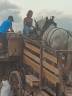 Hongre boulonnais 4 ans 