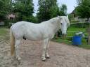 HONGRE CAMARGUE PARFAIT POUR COMPAGNIE ET TAP