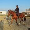 Cheval de dressage