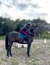 cheval de loisir hongre OC qui prend 5 ans