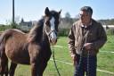Poulain Cheval paint horse
