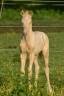 Foal de sport WPB crème aux yeux bleus