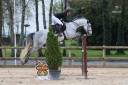 Jackpot des dunes hongre de 6 ans par Malito de rêve 