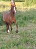 Ponette futur B 2 ans 