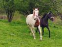 Jument paint horse 3 ans oc