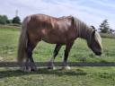 Cristal - Cheval de trait