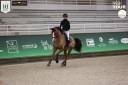 Hongre 4ans à vendre