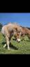 Poney shetland