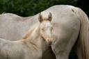 Pouliche Akhal Teke PLAVA IZLAYON
