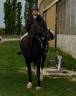 Cheval extra à vendre 