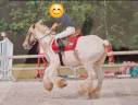 Irish Cob 7 ans