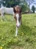 Pouliche Welsh Cob