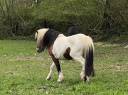 Poney entier