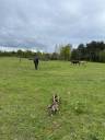 Pension chevaux 