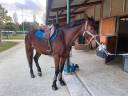 Cheval SF à monter 1/2 fois par semaine Nice