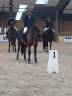Jument CSO de 9 ans