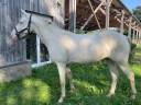 HONGRE 5 ANS,SF CLASSIQUE 4 ET 5ANS, SF P2,POTENTIEL AS