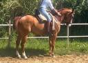 Cheval dressé 