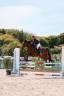 Super petit cheval polyvalent